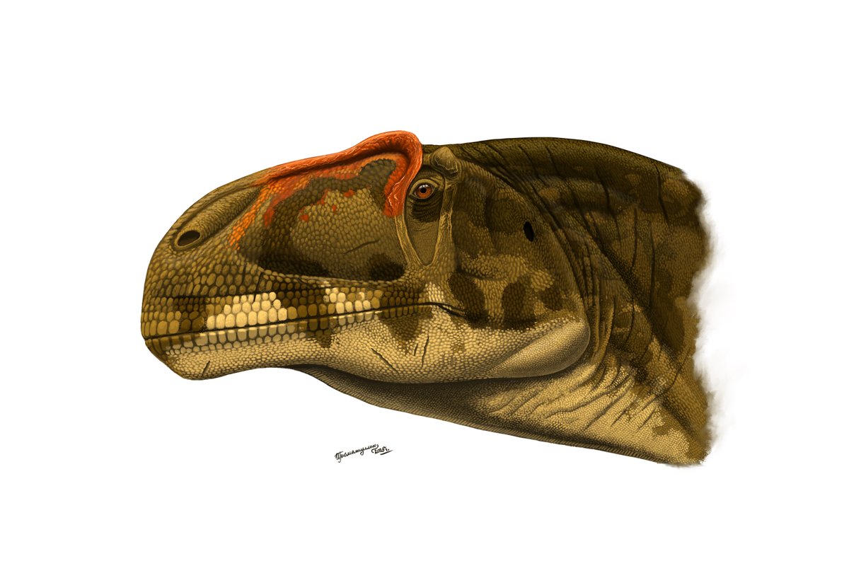 ildarotyrannus's tweet image. Color portrait of Asfaltovenator vialidadi, a probable relative of an Allosaurus. It&apos;s partial skeleton with skull was found in Lower Jurassic sediments of Cañadón Asfalto Formation in Argentina. This dinosaur has a mixture of primitive and progressive traits.

#paleoart