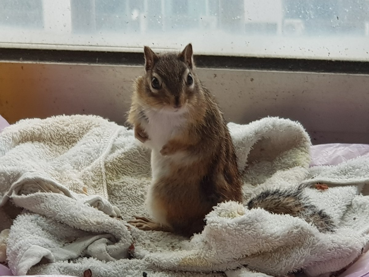 다람쥐도 부르면 쳐다봅니다