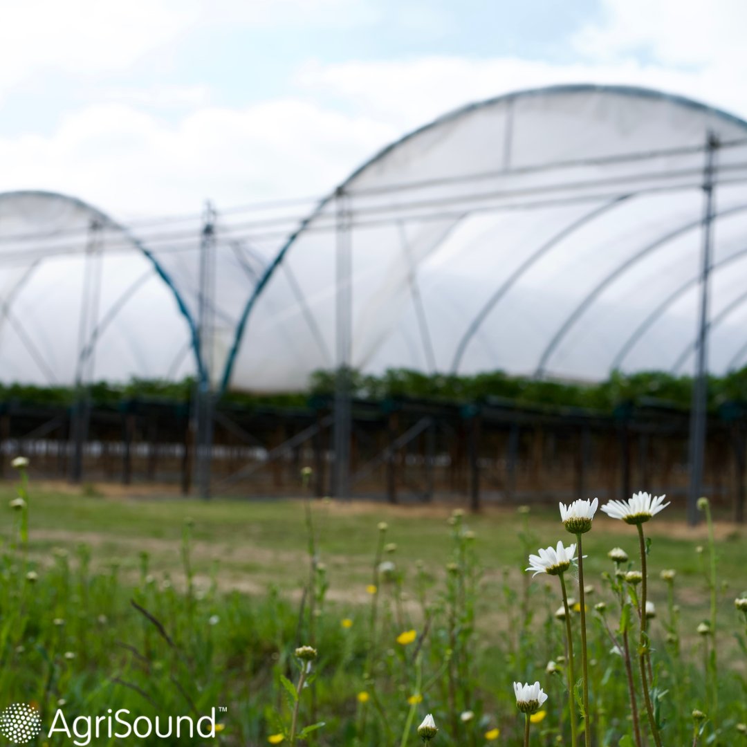 AgriSoundTech's tweet image. ๐ธ Wildflowers done right: boost bees and your crops. ๐
We know wildflower strips support pollinators, but poorly placed strips can draw pollinators away.. With AgriSound data, you can plant smarter and pollinate better. ๐๐
#AgriTech #Pollination #SmartFarming #Agrisound