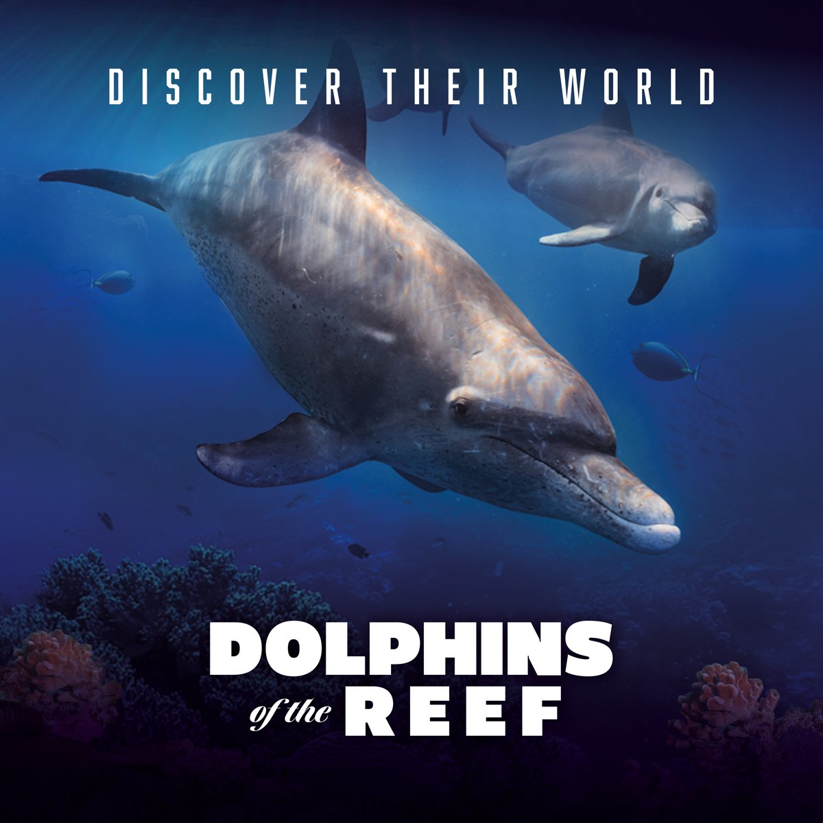Take the plunge—immerse yourself in the newest #virtualreality film at #StoneZoo! 'Dolphins of the Reef' takes you underwater alongside a pod of bottle-nosed dolphins.

It's just one of several short films available to watch with our VR experience ➤ zoonewengland.org/stone-zoo/attr…