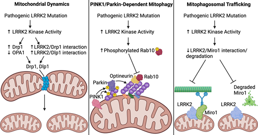 Biochem_Journal's tweet image. New LRRK2 review in the @Biochem_Journal ! Here, @SilasABuck and @LHSanders14 discuss LRRK2’s role in mitochondria and the impact of pathogenic LRRK2 mutations on Parkinson’s diseasehttps://doi.org/10.1042/BCJ20253062