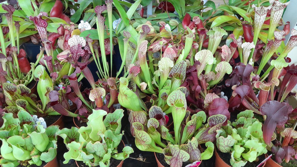 HenryStreetGC's tweet photo. Fantastic new range of pitcher plants, Venus fly traps and other carnivorous plants now in. Also lovely English grown orchids  - a lasting gift if your going to a barbie this weekend (don't forget Country Butchers has a great range of BBQ meats and we've got all you BBQ gear!) https://t.co/5VCHVfW8lG