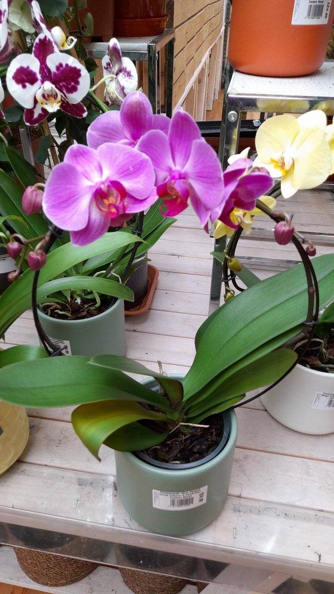 Fantastic new range of pitcher plants, Venus fly traps and other carnivorous plants now in. Also lovely English grown orchids  - a lasting gift if your going to a barbie this weekend (don't forget Country Butchers has a great range of BBQ meats and we've got all you BBQ gear!)