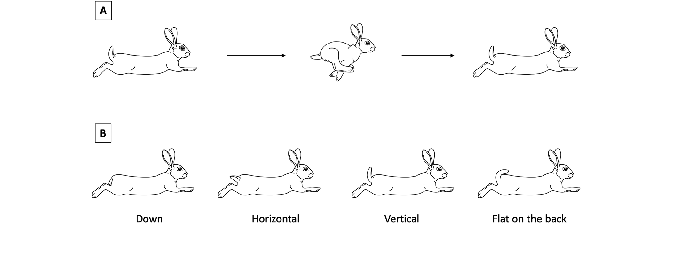 WorldLagomorph's tweet image. A new study on European rabbits (Oryctolagus cuniculus) supports the pursuit-deterrence hypothesis: tail-flagging signals to predators that they've been detected, reducing the chance of an attack. #rabbit #predation #ecology
doi.org/10.1002/ece3.7…