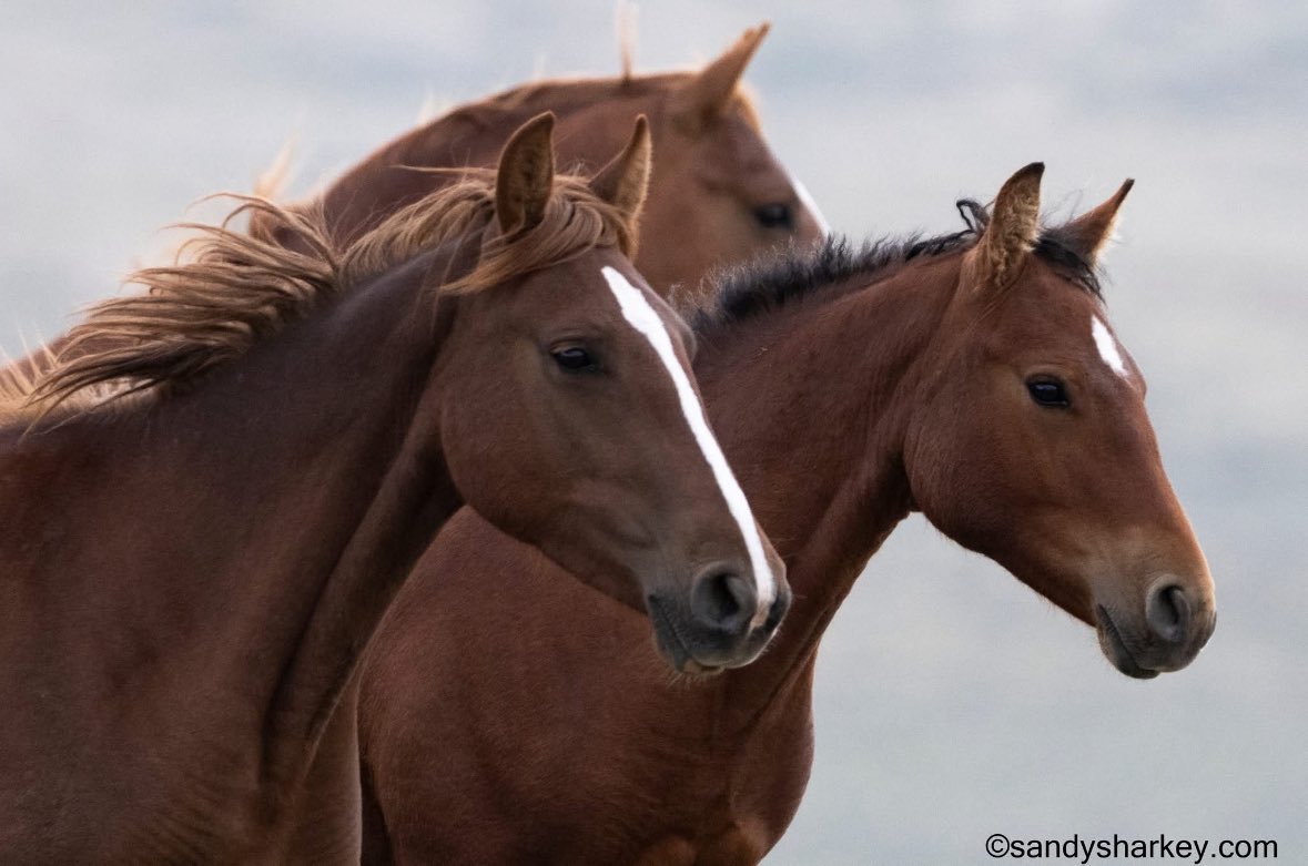 LaboscoSonya's tweet photo. These majestic horses should be allowed to remain free.
Stop the heartbreak. Take action.
#SaveWildHorses #StopTheRoundup #PublicLandsNotPrivateProfit https://t.co/4N4nWU2COA