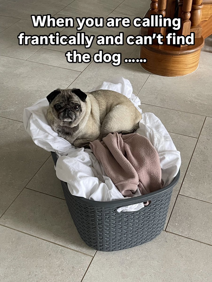 apugcalledpeggy's tweet photo. If it fits I sits ! #pugs #pugmatters #puglife #puglove https://t.co/iDYZahiycv