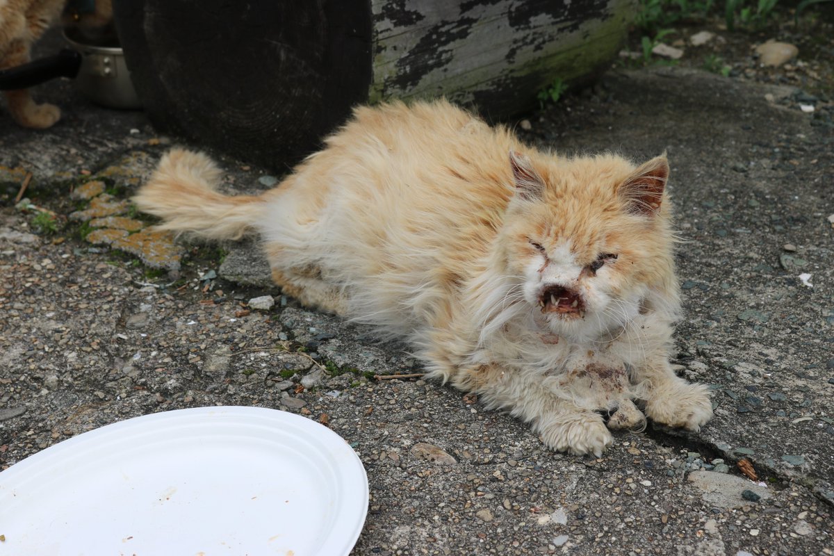 猫の島 青島 on X