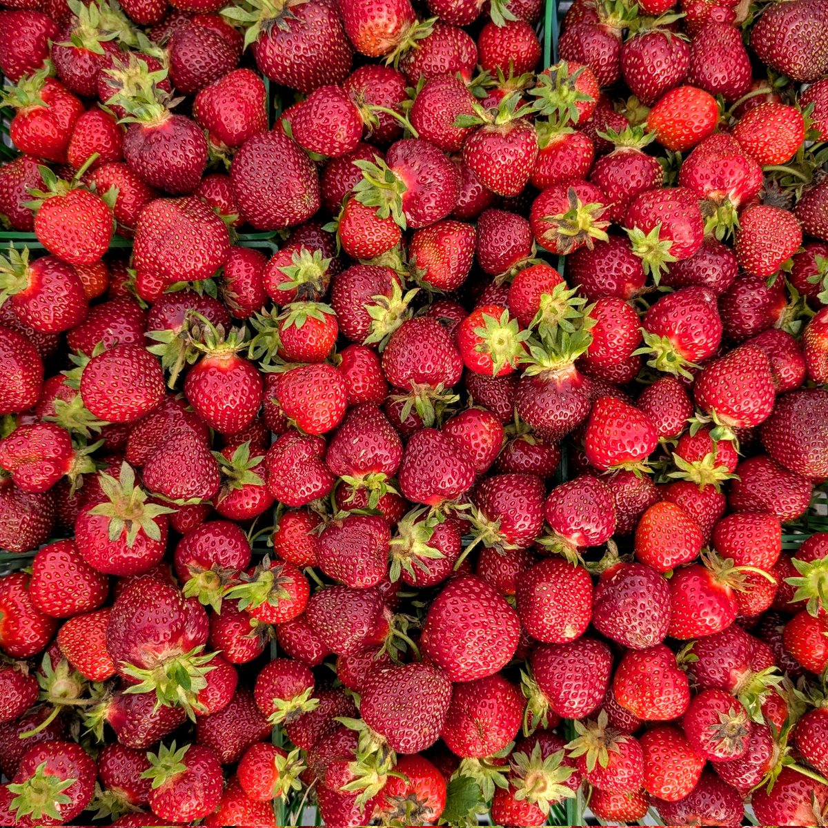 The strawberries are still hanging in there!

Picking will be slower as we have to be diligent to filter out the berries that have spoiled in the field due to the weather, but we hope to have a good supply in the market by 9am.

U-Pick strawberries will be open from 8:30am-12pm.
