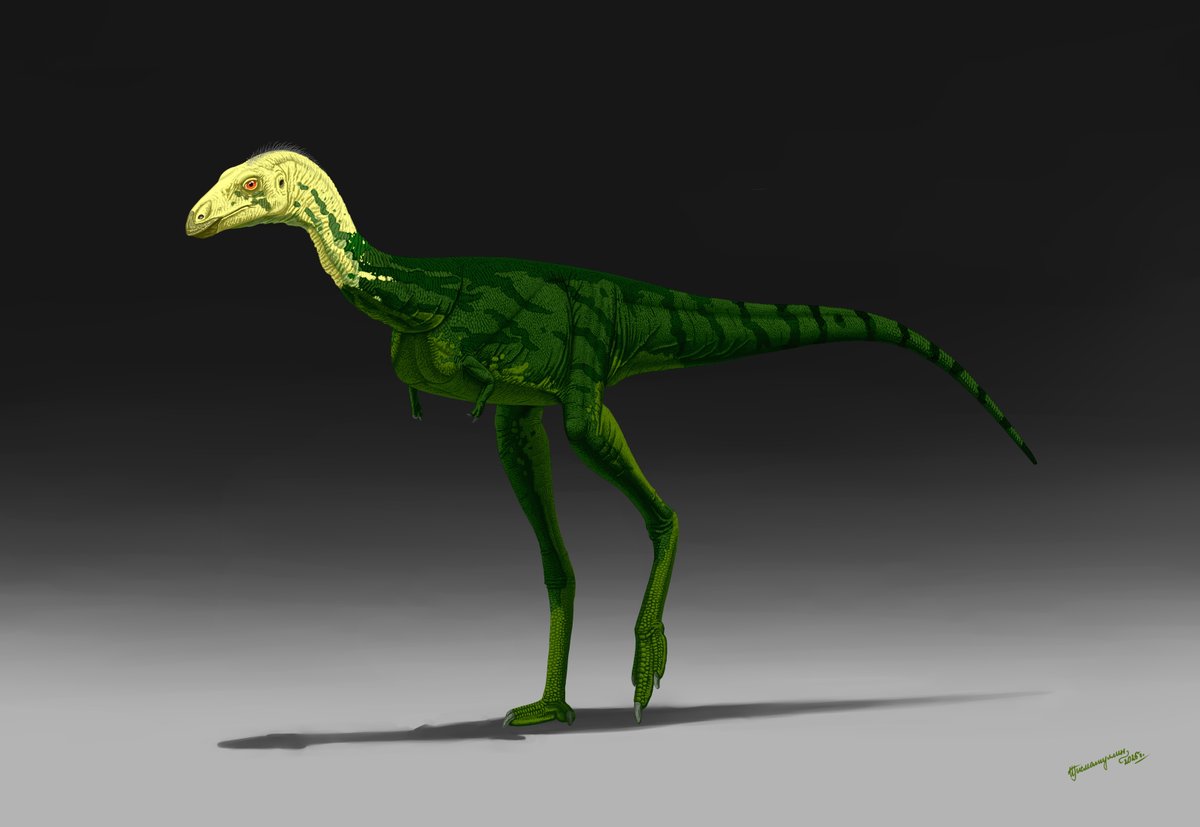 ildarotyrannus's tweet image. Reconstruction of noasaurid Kiyacursor longipes from the Early Cretaceous of the Kemerovo region (Russia). It&apos;s known by partial postcranial skeleton including articulated hindlimbs. Kiyacursor had cursorial adaptations and could run quickly from predators.

#paleoart