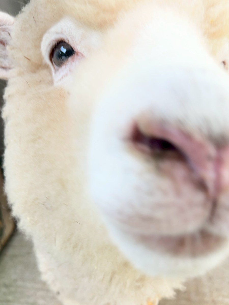 englandhill_zoo's tweet photo. おやすみなさい⊂((・⊥・))⊃
#ひつじ #たいよう https://t.co/XAOIL2yjHm