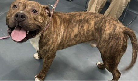 Gerald is a 🆕 Intake at the Queens ACC

He’s 1️⃣yr old 6️⃣9️⃣ pounds &amp; arrived in Queens 6️⃣ days ago 🙏🏻This beautiful brindle boy loves to snuggle 🤗 

Gerald is just starting his life and deserves a ♥️  🏡 Will 🫵🏻 give him that 1️⃣ small gift 💝 Adopt Gerald 🤞🏻 Pledge for Gerald🙏🏻