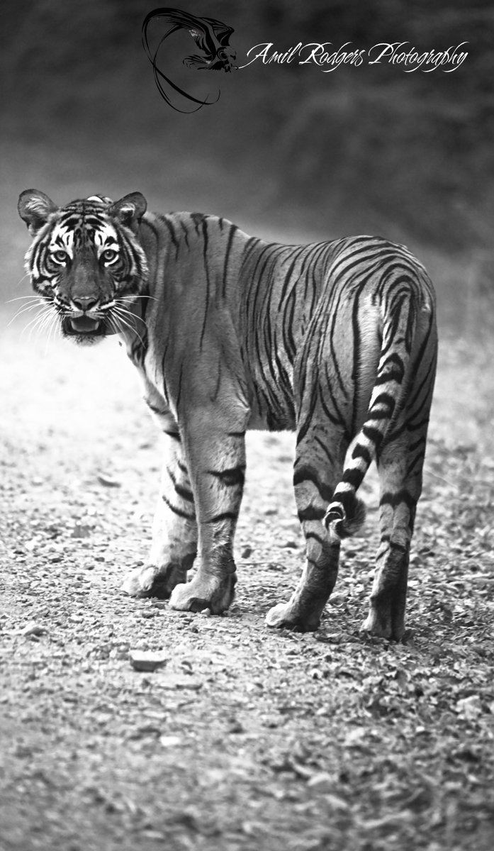 Tiger.... ST30..Sariska...Contact for Wildlife Excursions across Rajasthan E-mail : rodgers.anil@gmail.com #wildlife, #anilrodgers, #safari, #wildlifephotography, #aravalihills, #sariska, #wildlifeplanet,  #rajasthan,  #bestphotochallenge,  #bestnaturalist, #wildlifetourism