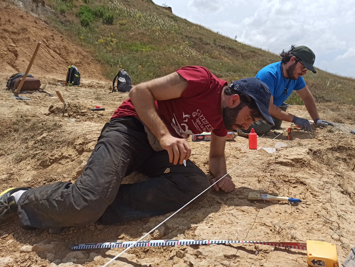 Godzillin's tweet image. Investigadores de la @UNED y de la @usal hallan en #Zamora el esqueleto más completo de un #cocodrilo terrestre del #Eoceno en Europa:
▶️ uned.es/universidad/in…
▶️ saladeprensa.usal.es/node/139245
#Eocene #crocodiles