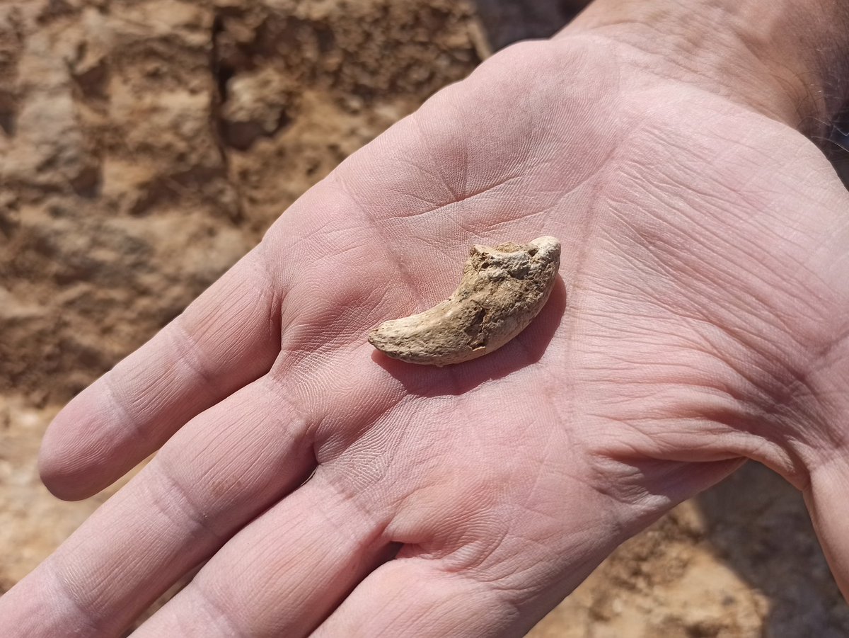 Godzillin's tweet image. Investigadores de la @UNED y de la @usal hallan en #Zamora el esqueleto más completo de un #cocodrilo terrestre del #Eoceno en Europa:
▶️ uned.es/universidad/in…
▶️ saladeprensa.usal.es/node/139245
#Eocene #crocodiles