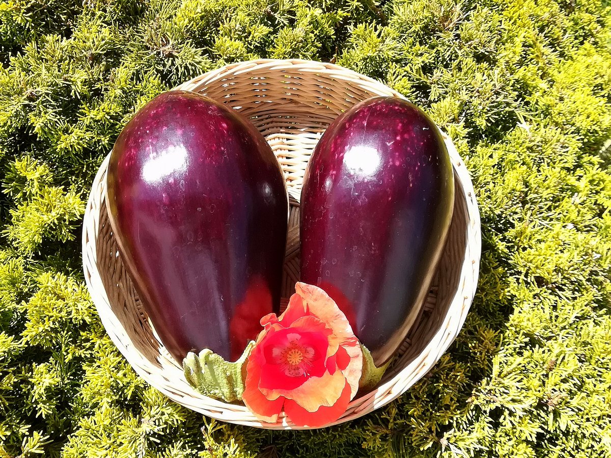 Erste "große" Ernte. Auberginen. Als Größenvergleich eine Mohnblüte.