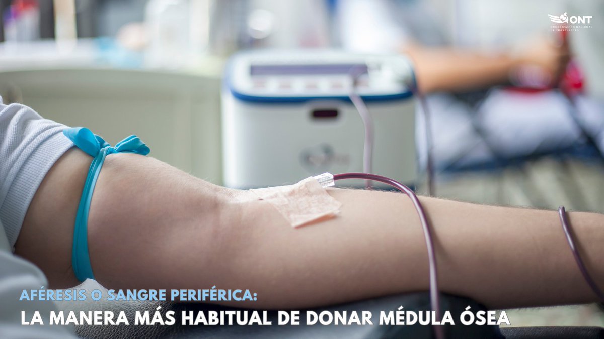 🧡 En 2024, se realizaron en #España un total de 414 #donaciones de médula ósea. De ellas, 367 se obtuvieron mediante la técnica de aféresis o sangre periférica. Es el procedimiento más común, lo que supone un 88,6%