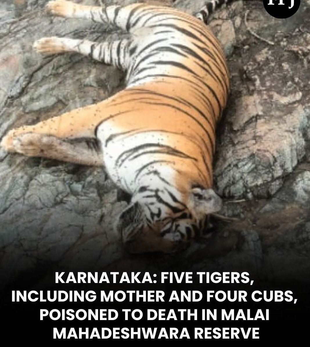 dsumankittur's tweet photo. ಇಂತಹ ದುಃಖದ ಘಟನೆಗಳು ನಮ್ಮ ಮನಸ್ಸನ್ನು ತುಂಬಾ ನೋಯಿಸುತ್ತವೆ. ಮಲೈ ಮಹದೇಶ್ವರ ವನ್ಯಜೀವಿ ಸಂರಕ್ಷಿತ ಪ್ರದೇಶದಲ್ಲಿ ತಾಯಿ ಹುಲಿ ಮತ್ತು ಅದರ ನಾಲ್ಕು ಮರಿ  ಹುಲಿಗಳಿಗೆ ವಿಷ ಹಾಕಿ ಕೊಲ್ಲಲಾದ ಸುದ್ದಿ ನಮ್ಮ ಪರಿಸರದ ಭವಿಷ್ಯಕ್ಕೆ ದೊಡ್ಡ ಎಚ್ಚರಿಕೆಯ ಸಂಕೇತವಾಗಿದೆ.
#mmhills
#savetigers
#karnatakaforestdepartment https://t.co/MuMqK7bMIi