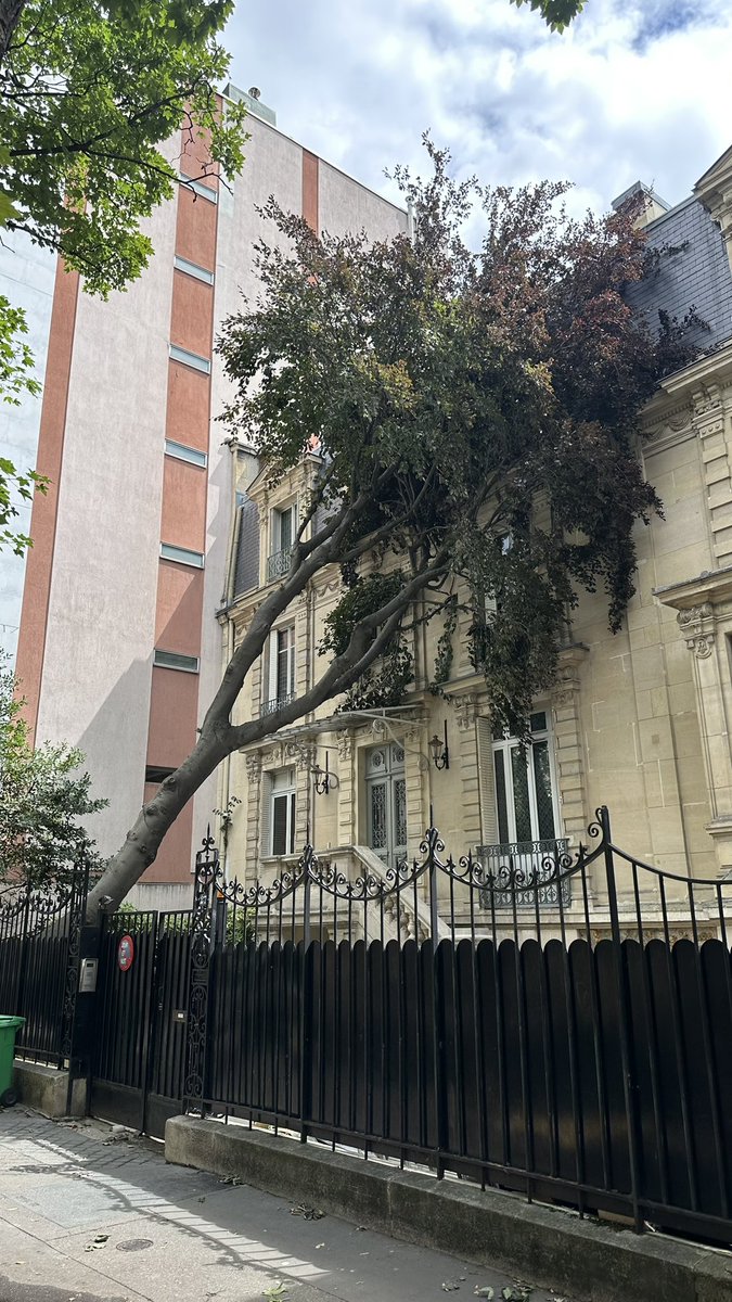 #facade #arbre #orage #tempete #paris