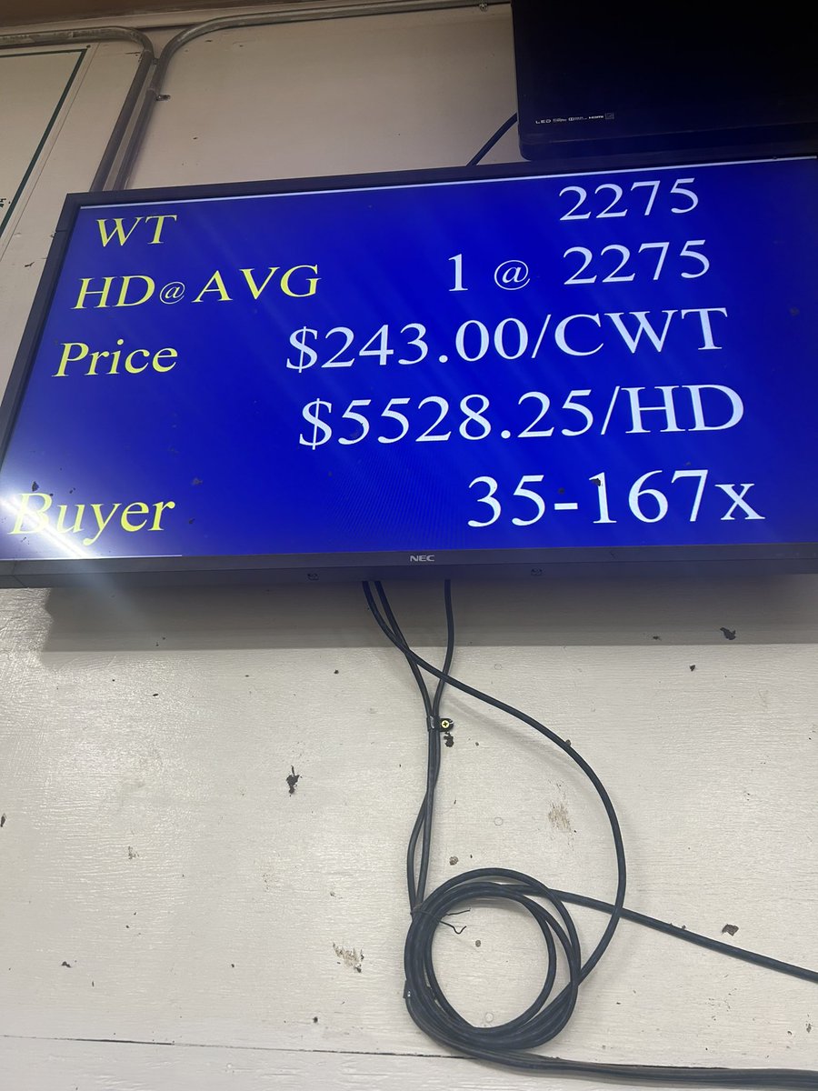 Weigh up bull in Dickinson ND yesterday!