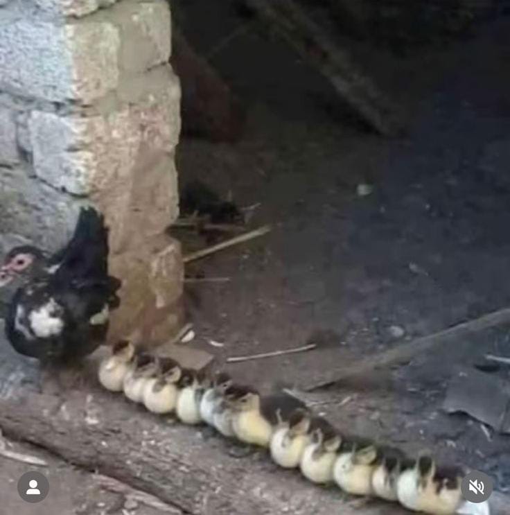 .
الام تبقا عندها طفلين و ما تقدرش تقعدهم  خمس دقايق علي بعض كدا 😂
*_ونعم التربيه يا ست بطه ☺️.*