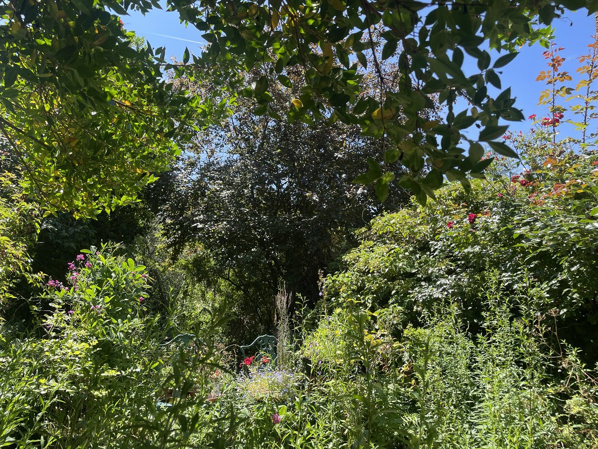 A few tranquil moments in my Mums garden.  Blue sky, butterflies, lots of greenery.  Oh summer….