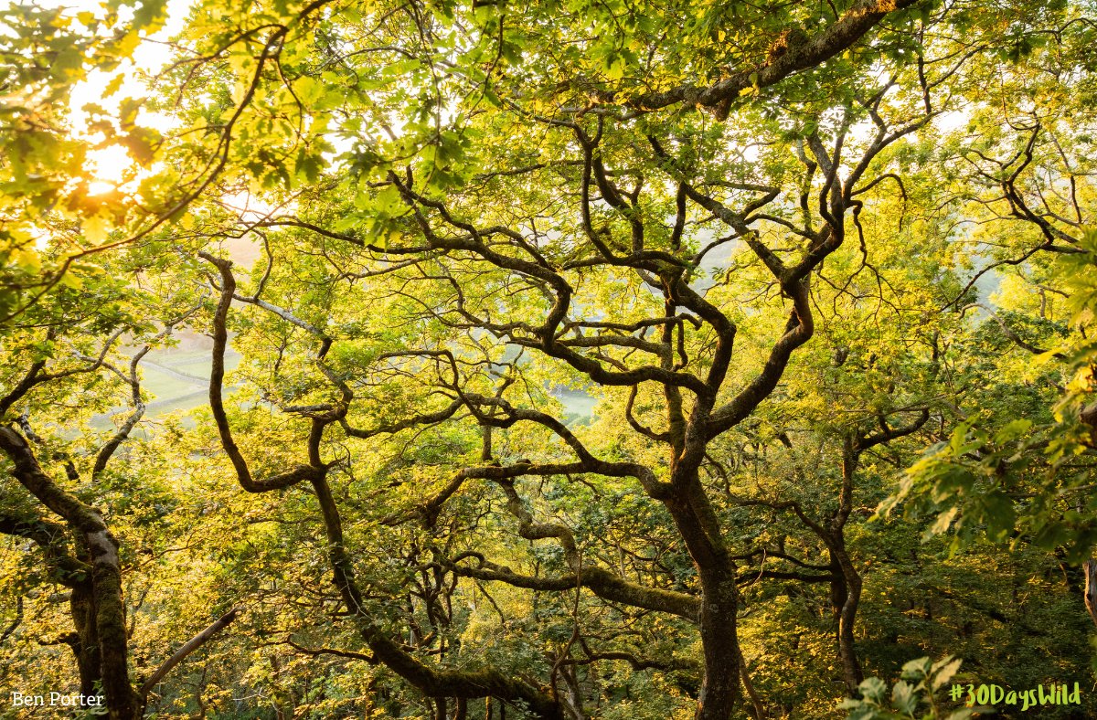 Get inspired this #30DaysWild by tuning in to nature 🎧🦉 

Whether it's birdsong, bees or the secret lives of trees, our wildlife podcasts bring the outdoors to your ears. Perfect for a mindful moment or your next walk 🌿🔊 

Listen now: ow.ly/snkj50W9WmG