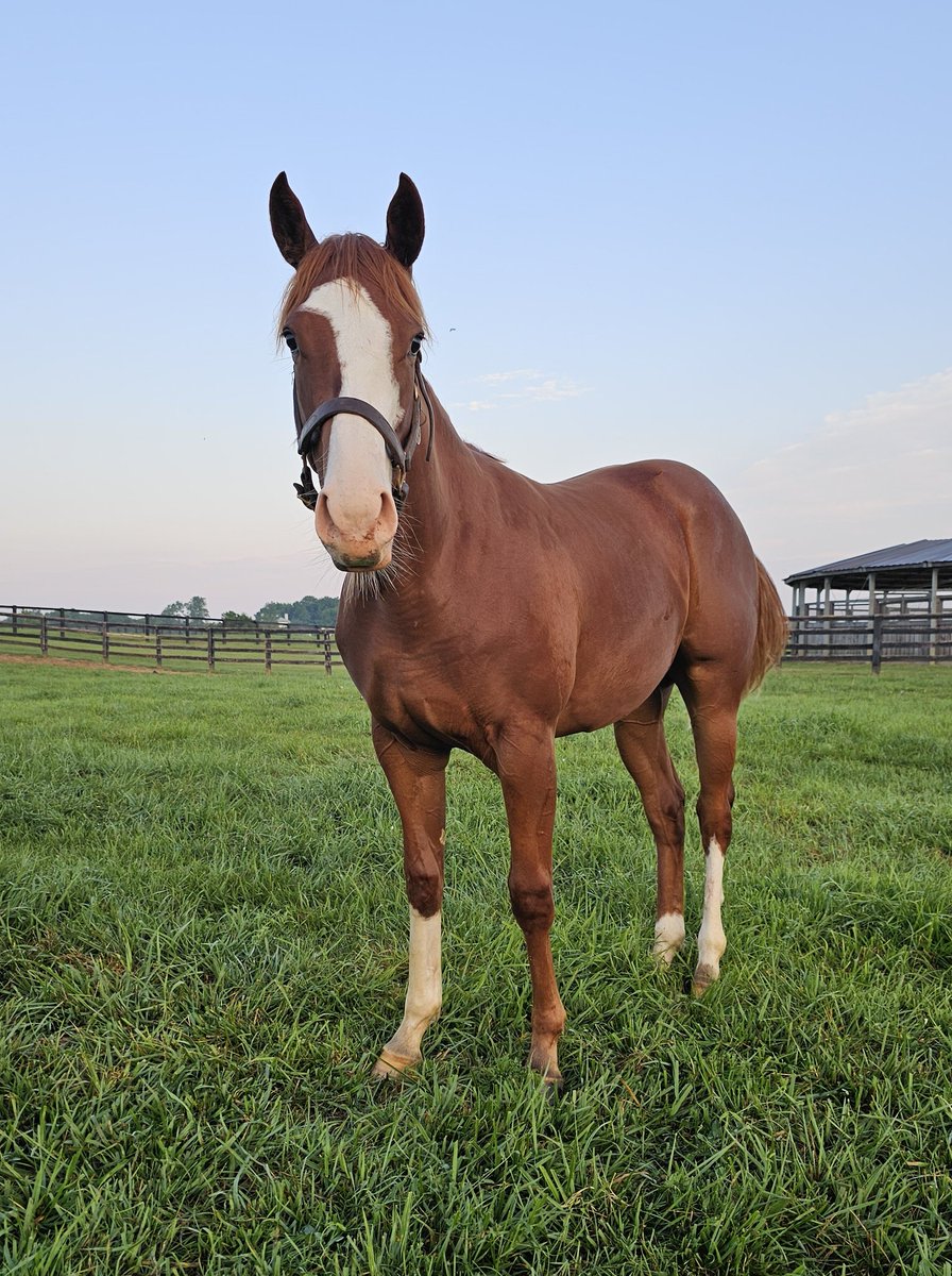Endeavor Farm KY (@endeavorfarmky) on Twitter photo #FlashbackFriday of <a href="/FasigTiptonCo/">Fasig-Tipton</a> July Sale yearling, Unbreakable '24 selling as Hip #28. Make sure to stop by Barn 4, starting July 5th to see this gorgeous #JackChristopher filly yourself! <a href="/coolmoreamerica/">Coolmore America</a> #foalsof2024 #yearlingfilly #flashyfilly #FlashbackFriday of <a href="/FasigTiptonCo/">Fasig-Tipton</a> July Sale yearling, Unbreakable '24 selling as Hip #28. Make sure to stop by Barn 4, starting July 5th to see this gorgeous #JackChristopher filly yourself! <a href="/coolmoreamerica/">Coolmore America</a> #foalsof2024 #yearlingfilly #flashyfilly