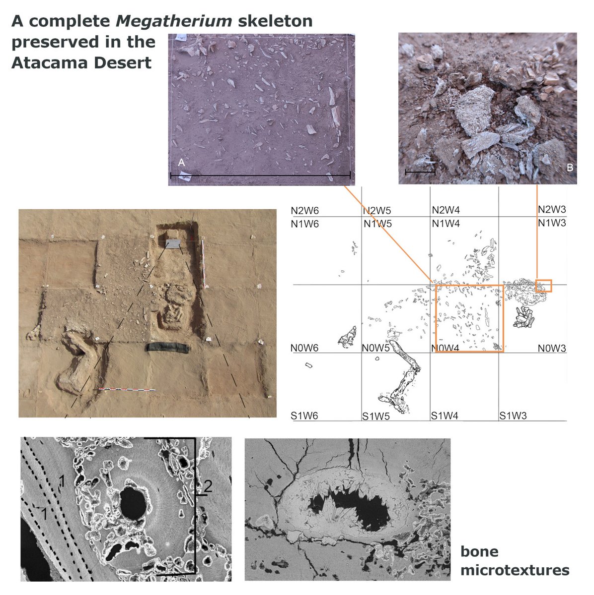 The PalAss (@thepalass) on Twitter photo Written in bones: histology & taphonomy of a complete Megatherium skeleton preserved in the Atacama Desert reveal details of palaeoclimate history onlinelibrary.wiley.com/doi/10.1111/pa… <a href="/wileyearthspace/">Wiley Earth and Space Science</a> Written in bones: histology & taphonomy of a complete Megatherium skeleton preserved in the Atacama Desert reveal details of palaeoclimate history onlinelibrary.wiley.com/doi/10.1111/pa… <a href="/wileyearthspace/">Wiley Earth and Space Science</a>
