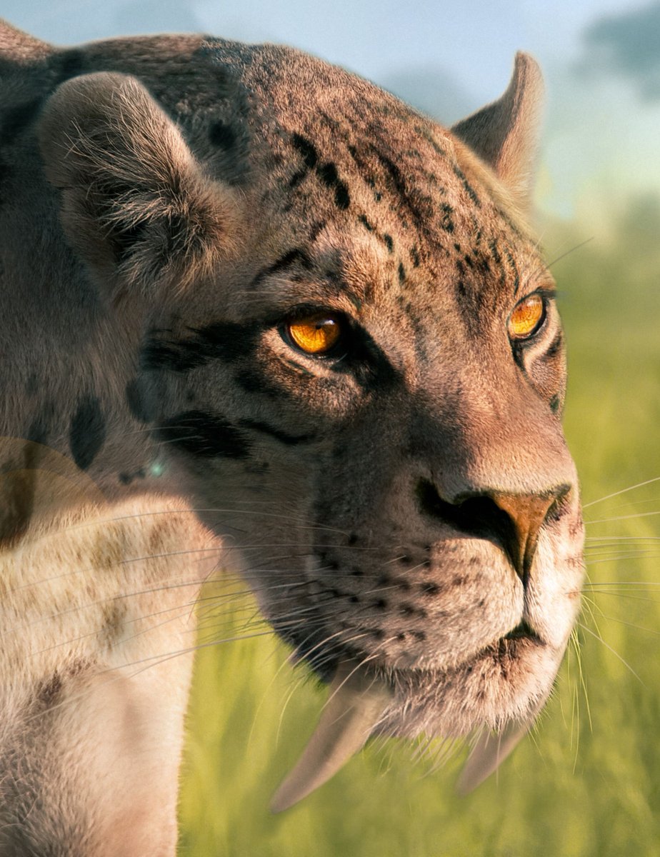 AnatRecord's tweet image. Our upcoming Special Issue explores anatomy, diversity & function of sabertooth creatures From giant fangs to lesser-known mysteries, it's a deep dive into morphology that captivates science & imagination.
anatomypubs.onlinelibrary.wiley.com/doi/10.1002/ar…
Reconstruction by A Hartstone-Rose. #FossilFriday