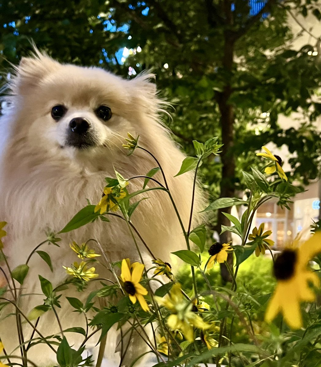 西日本☀️梅雨明け
1972年、違法建築の隣家により日照を奪われたとの裁判で
最高裁が『日照権や通風権は法的保護に値する権利』と
初の判決が下され、建築基準法改正で法制化された
「日照権の日」🏡🌤️
晴れの日が多い埼玉県も、真夏は日陰が恋しいきゅん🐶💦
📸熱中症に注意⚠️太陽色のお花とパチリ🌼✨