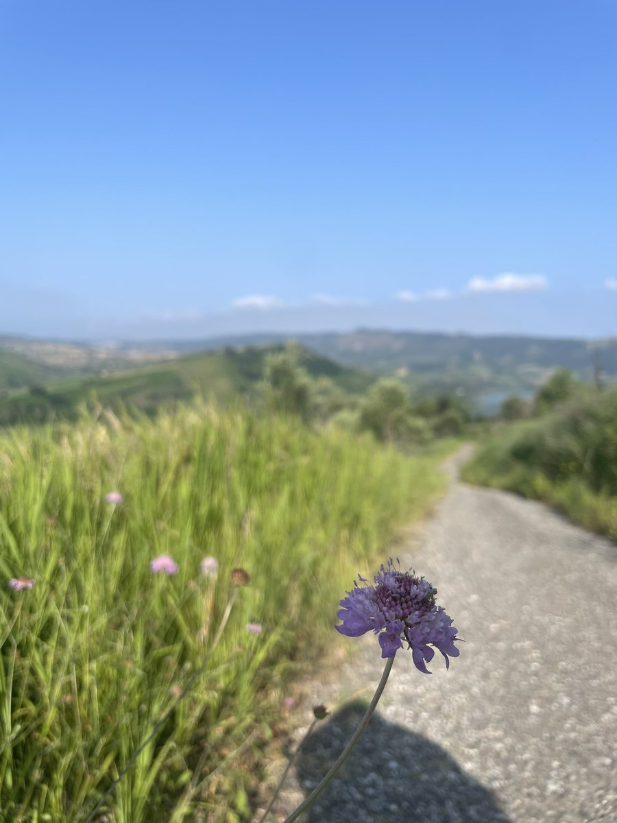 Nensi Coseani tweet media