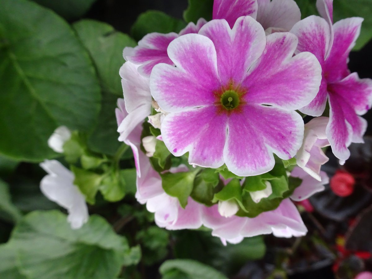 ferchinchin's tweet image. ❝LAZINESS is nothing more than the habit of resting before getting tired❞.
⭐  Jules Renard

 🌿  𝘗𝘳𝘪𝘮𝘶𝘭𝘢 𝘰𝘣𝘤𝘰𝘯𝘪𝘤𝘢 Hance ➤ 𝙿𝚁𝙸𝙼𝚄𝙻𝙰𝙲𝙴𝙰𝙴.
#Primula #Renard