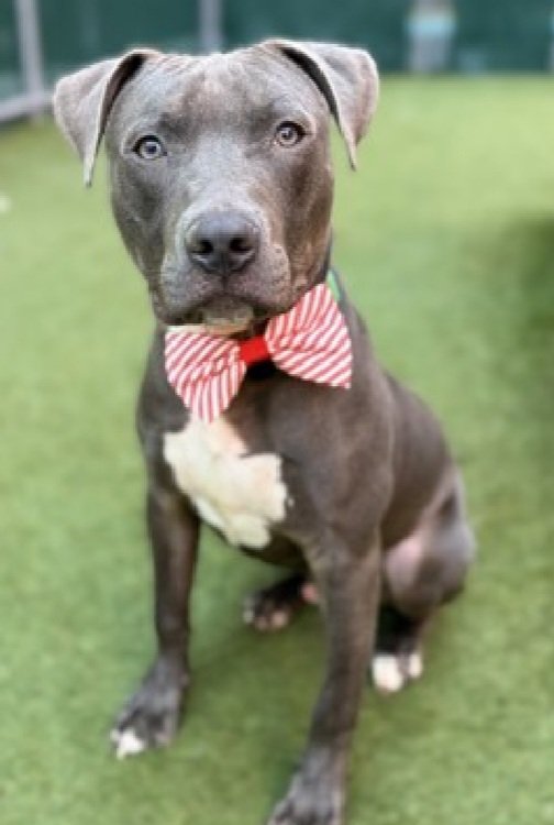 Mercury 224650
Relisted TBK 6/28
#NYCACC #AdoptMe 
A handsome 8 mo old puppy 🐶
He is playful &amp; energetic 
Needs basic manners training
All adult home
Help save Mercury!
nycacc.app/browse/224650
#Pledge4Rescue #foster #adopt