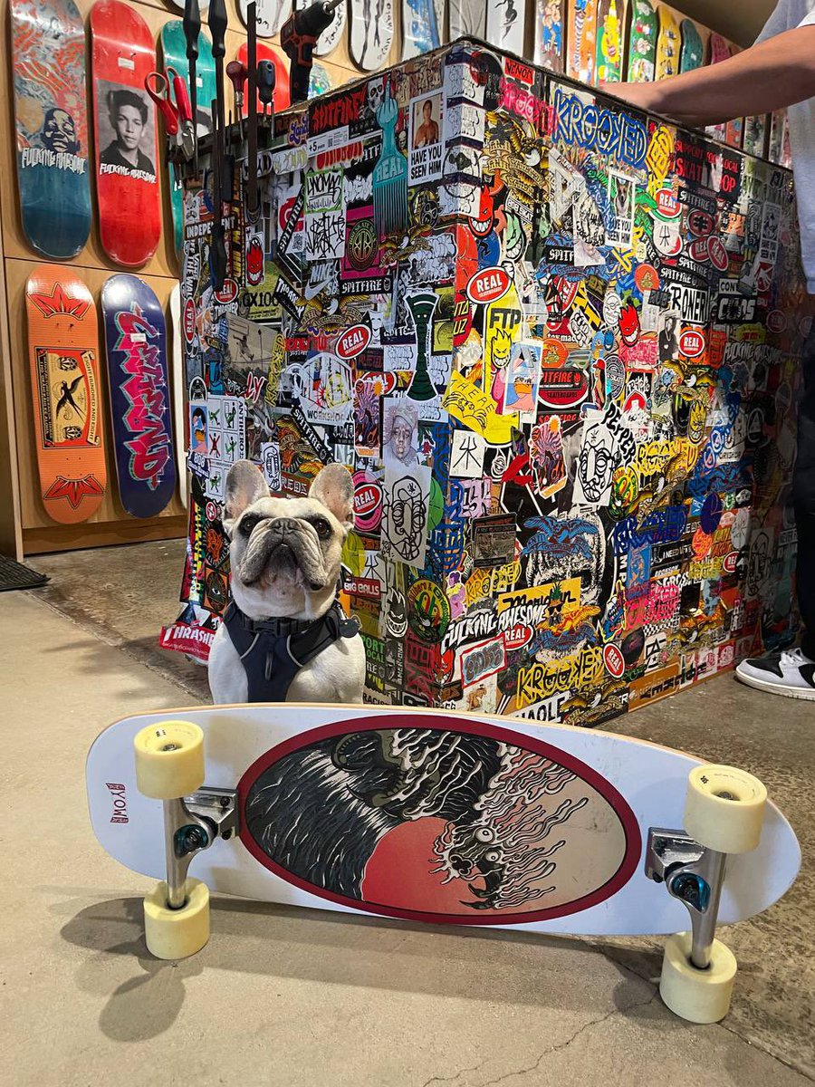 pelsolex's tweet photo. @SolJakey Awake and actively pushing $Dale....

So much believe in this surfing dog.... https://t.co/eS06YzOyDj