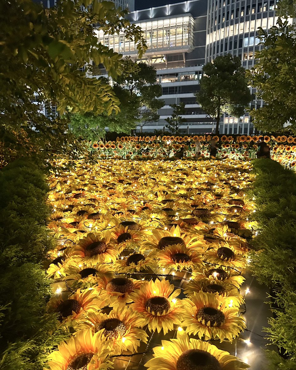 大名古屋ビルヂングの空中庭園で今日から始まったヒマワリ装飾が夜も