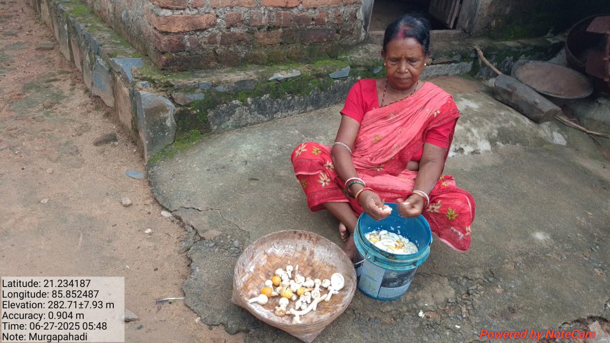 Local mushroom collection and cooking for nutrition by the women group members at Hatinota , Keonjhar #localfood #slowfood #localnutrition