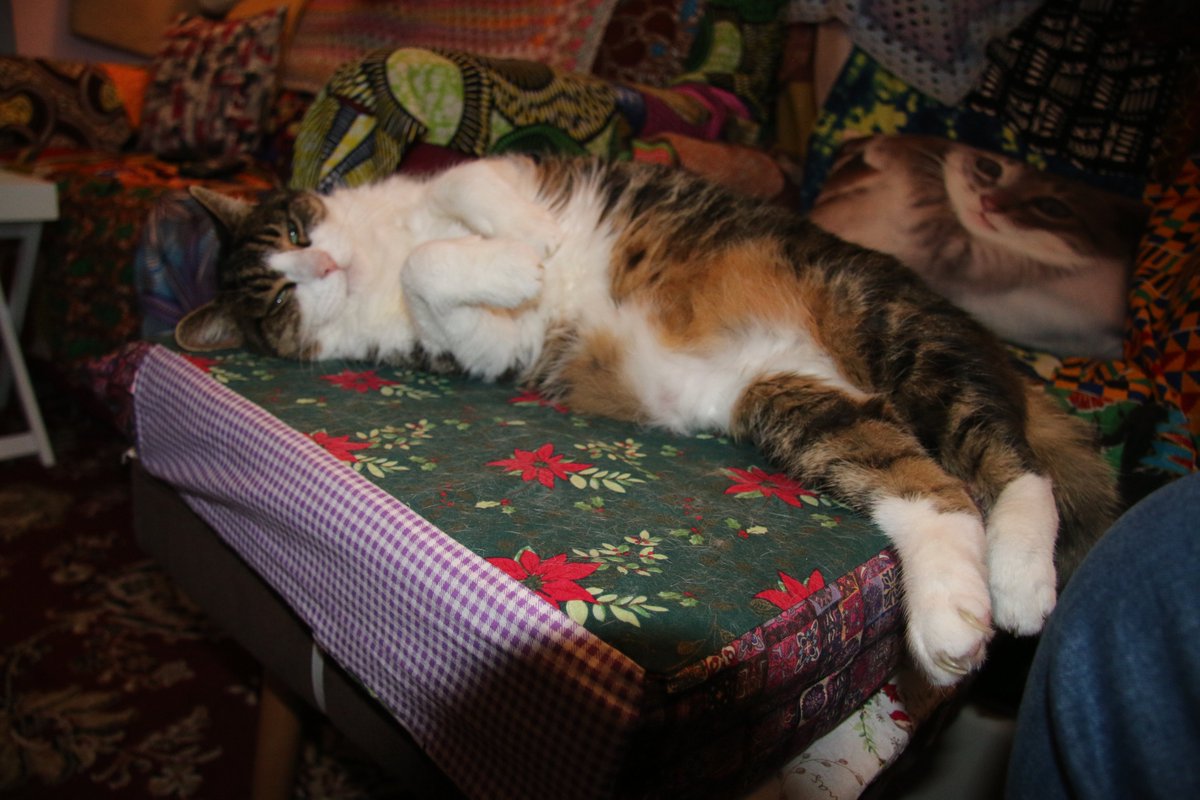 ATPhillips666's tweet image. Leo the cat is livestreaming himself. twitch.tv/juliuszoilos