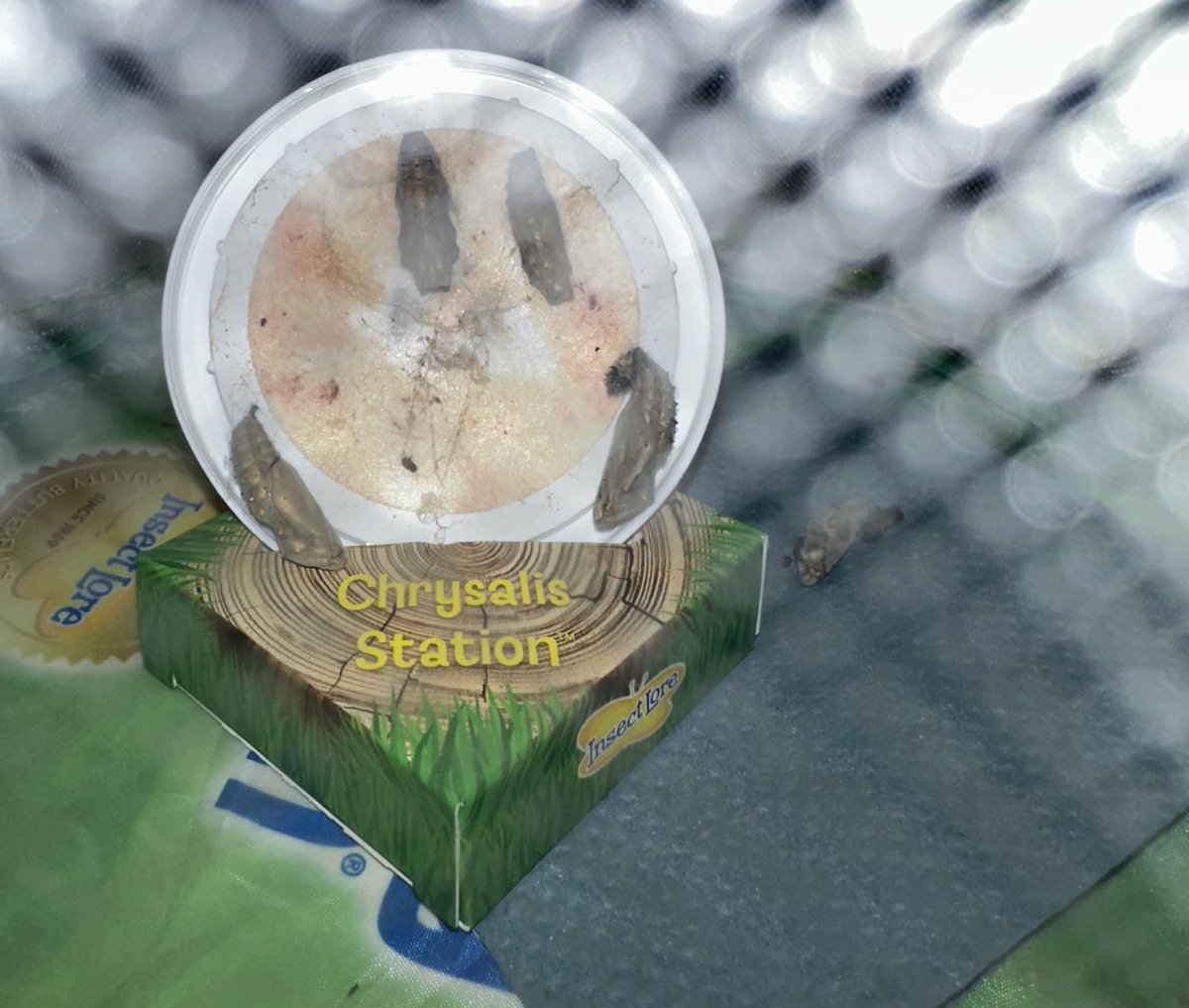 Caterpillar update! Earlier this week, the caterpillars turned into chrysalis and in the station ready as we eagerly await their next transformation! <a href="/TeamManorGreen/">Manor Green Primary #ReadyRespectfulSafe</a>