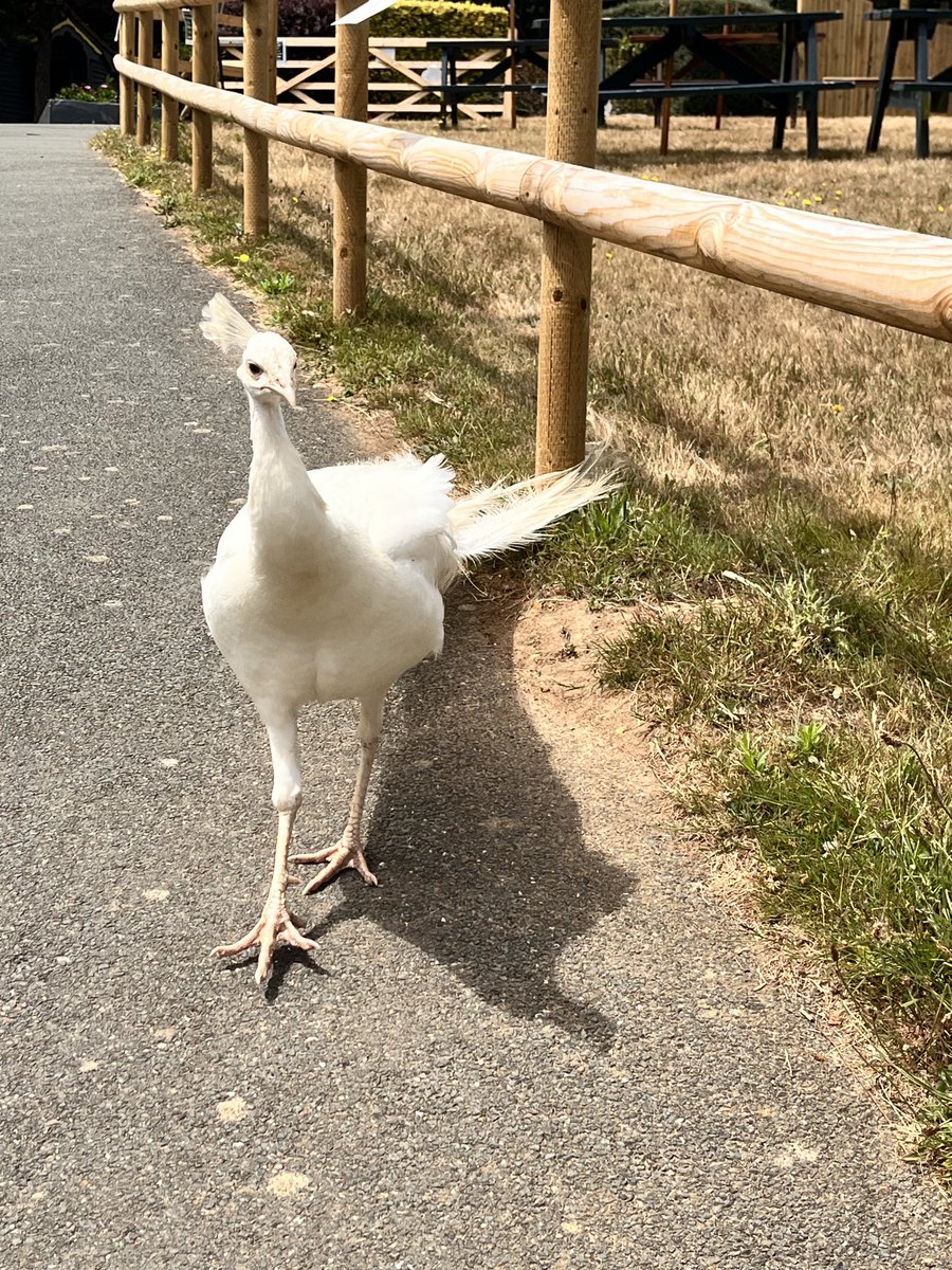 StSampsonsPri's tweet photo. An albino peacock 🦚 https://t.co/hK1bgcuEwN