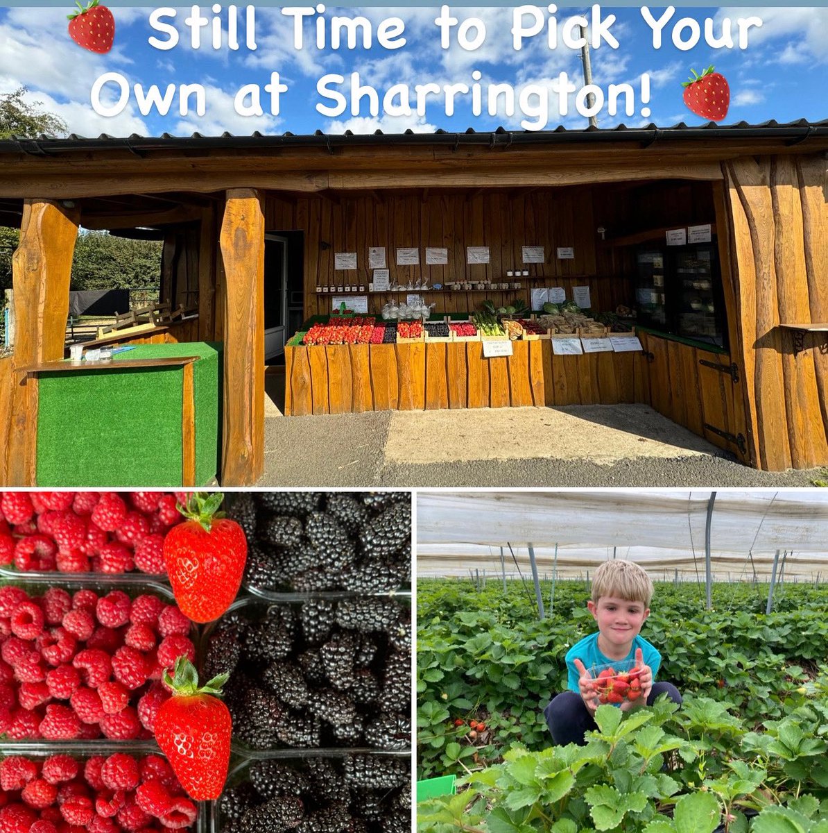 Sharrington Strawberries tweet media