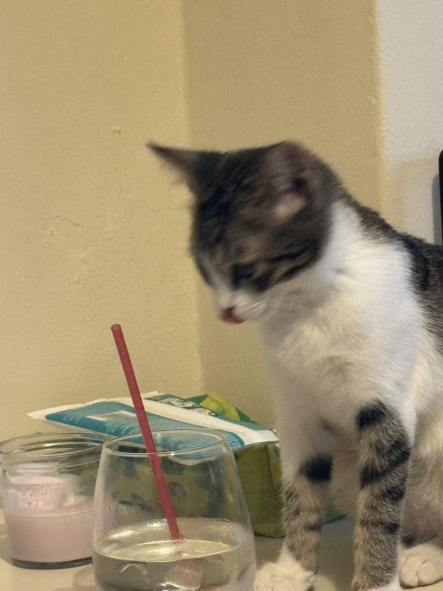 Μην ρωτάτε γιατί πίνω από το ποτήρι της <a href="/hamenikaltsa/">Χαμένη Κάλτσα FRENKIE’S HATER</a>. Ρωτήστε γιατί εξακολουθεί να πιστεύει πως είναι δικό της. 😼🍸