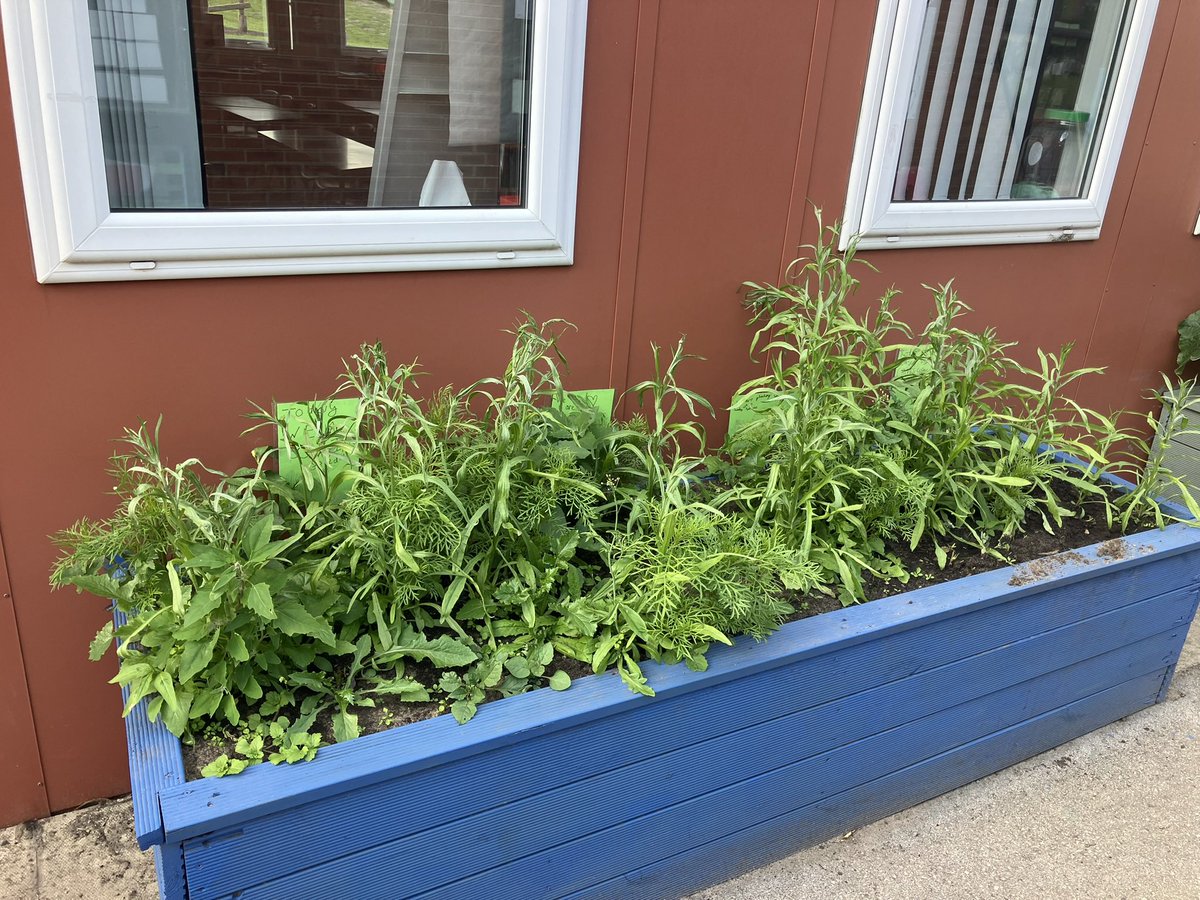 NorthDuffieldSc's tweet image. Our @The_RHS #GrowWithIt planter is doing so well and the cornflowers which have just bloomed are attracting bees. The children have loved caring for this small space which is having a big impact. @BumblebeeTrust