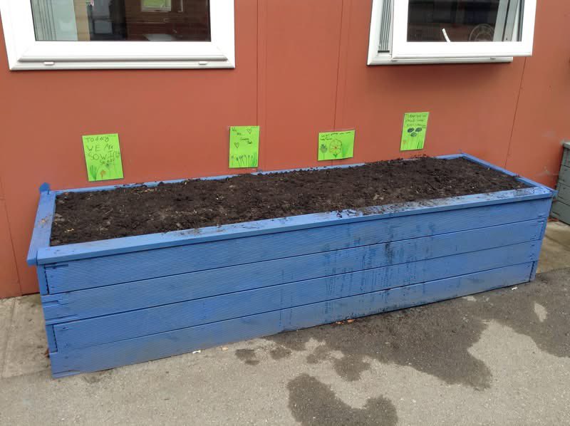 NorthDuffieldSc's tweet image. Our @The_RHS #GrowWithIt planter is doing so well and the cornflowers which have just bloomed are attracting bees. The children have loved caring for this small space which is having a big impact. @BumblebeeTrust