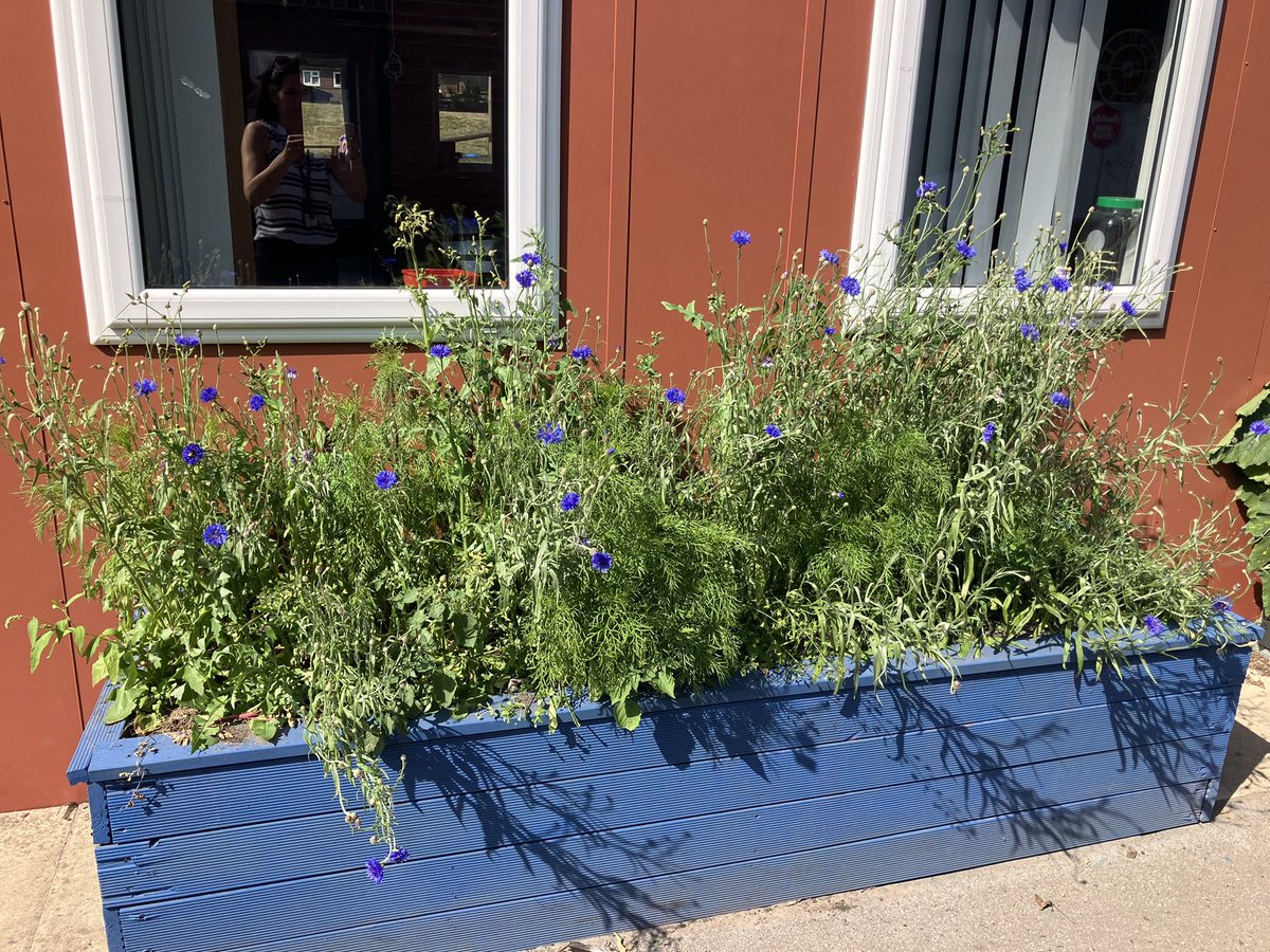 NorthDuffieldSc's tweet image. Our @The_RHS #GrowWithIt planter is doing so well and the cornflowers which have just bloomed are attracting bees. The children have loved caring for this small space which is having a big impact. @BumblebeeTrust