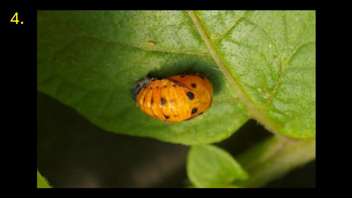 Simon Goodger (@goodgersimon) on Twitter photo Which of these images show life cycle stages of the Colorado Beetle?
<a href="/reglimagrain/">Ron Granger</a> <a href="/JadePrinceAg/">Jade Prince</a> <a href="/11smay/">Steve May</a> <a href="/KellyHewsonF/">Kelly Hewson-Fisher</a> <a href="/angela_huckle/">Angela Huckle</a> <a href="/farmer_richardT/">Richard Tomlinson</a> <a href="/DavidCraigFarm/">David Craig</a> <a href="/stowgatefarm/">James Johnson</a> <a href="/jwrooke/">Jon Rooke</a> <a href="/cropwalkerchris/">Chris Taylor</a> <a href="/ThisIsGarbs/">Charlotte ‘Garbs’ Wright</a> <a href="/naked_barley/">Edward Dickin</a> <a href="/BarleyPlanet/">BarleyPlanet</a> <a href="/mays_farm/">David Passmore</a> <a href="/anthonybecvar/">AnthonyBecvar</a> Which of these images show life cycle stages of the Colorado Beetle?
<a href="/reglimagrain/">Ron Granger</a> <a href="/JadePrinceAg/">Jade Prince</a> <a href="/11smay/">Steve May</a> <a href="/KellyHewsonF/">Kelly Hewson-Fisher</a> <a href="/angela_huckle/">Angela Huckle</a> <a href="/farmer_richardT/">Richard Tomlinson</a> <a href="/DavidCraigFarm/">David Craig</a> <a href="/stowgatefarm/">James Johnson</a> <a href="/jwrooke/">Jon Rooke</a> <a href="/cropwalkerchris/">Chris Taylor</a> <a href="/ThisIsGarbs/">Charlotte ‘Garbs’ Wright</a> <a href="/naked_barley/">Edward Dickin</a> <a href="/BarleyPlanet/">BarleyPlanet</a> <a href="/mays_farm/">David Passmore</a> <a href="/anthonybecvar/">AnthonyBecvar</a>