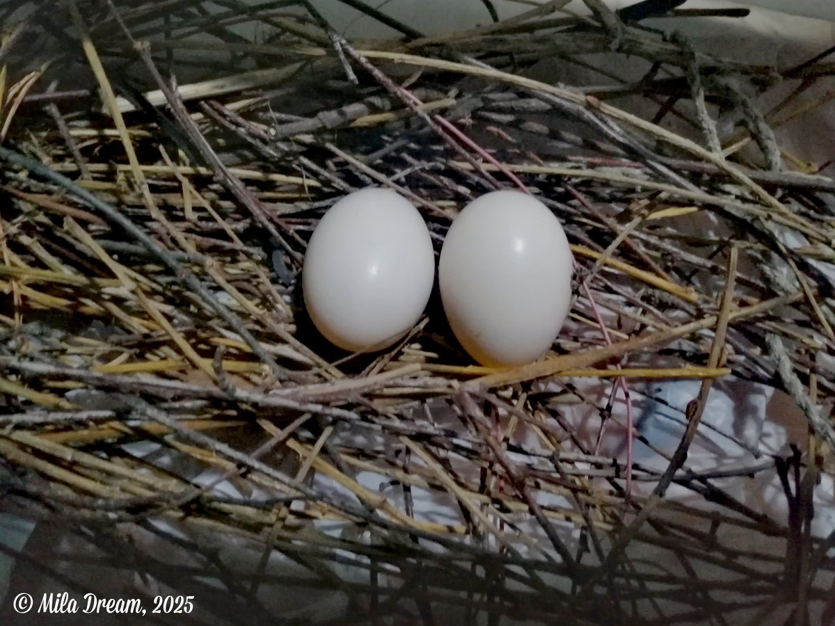 👜🕊️ #PIGEON #GIFTS 🕊️👜
It's my #NEW  #FUNNY #STORY on Zen 
where I tell about gifts from pigeons:
dzen.ru/a/aF7IFPjPED57…
SUBSCRIBE Mila Dream Zen
to read more funny stories!
❤️
#MilaDream
#МилаДрим
👑#MilaDreamQueen👑