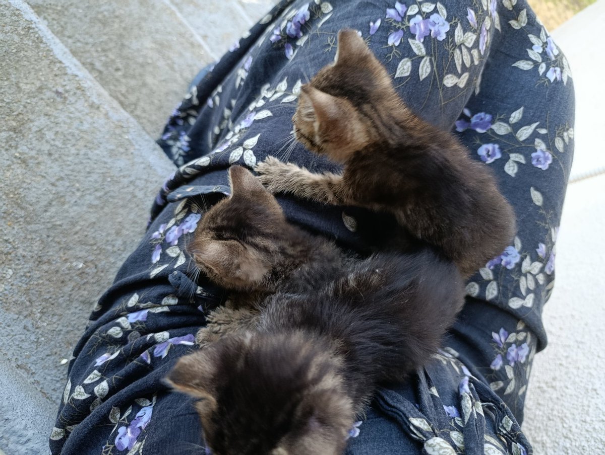Птица у души. tweet media