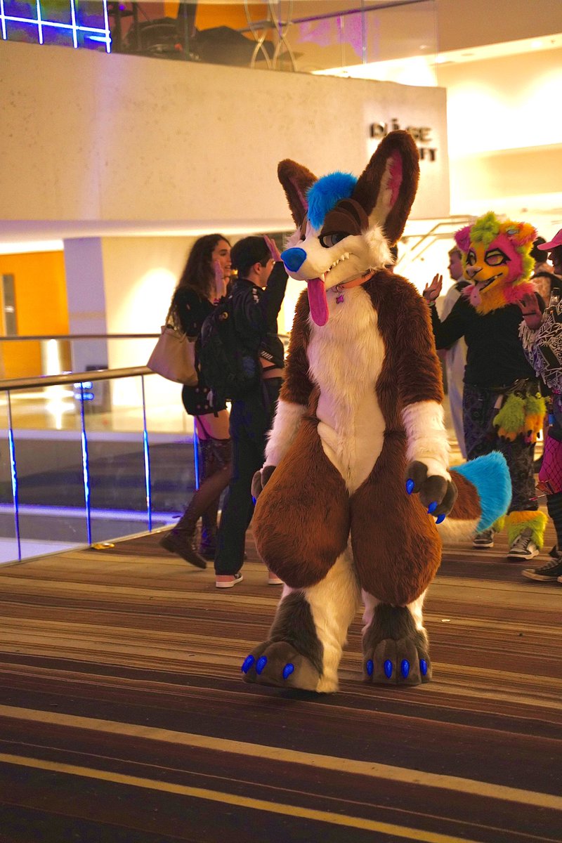 trying to sniff out someone who would give me pets

#fursuitfriday