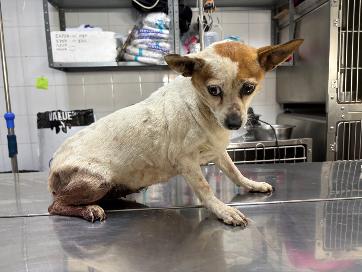 🆘απο το FB το ποστ
ΘΑ ΤΗΝ ΠΩ ΤΖΙΝΤΖΕΡ ΑΧΑΡΝ 4233
6 ετών , 6 κιλά, έχει κανει θεραπεία με μιλτεφοραν, είναι αυτή την στιγμή με νέες εξετάσεις αρνητική στο καλαζαρ, μια μπουκιά πλάσμα που την πέταξαν στο Μενίδι πρέπει να βρεθεί υιοθεσία για να βγει από το ΔΙΚΕΠΑΖ.Μενίδι 6973652917