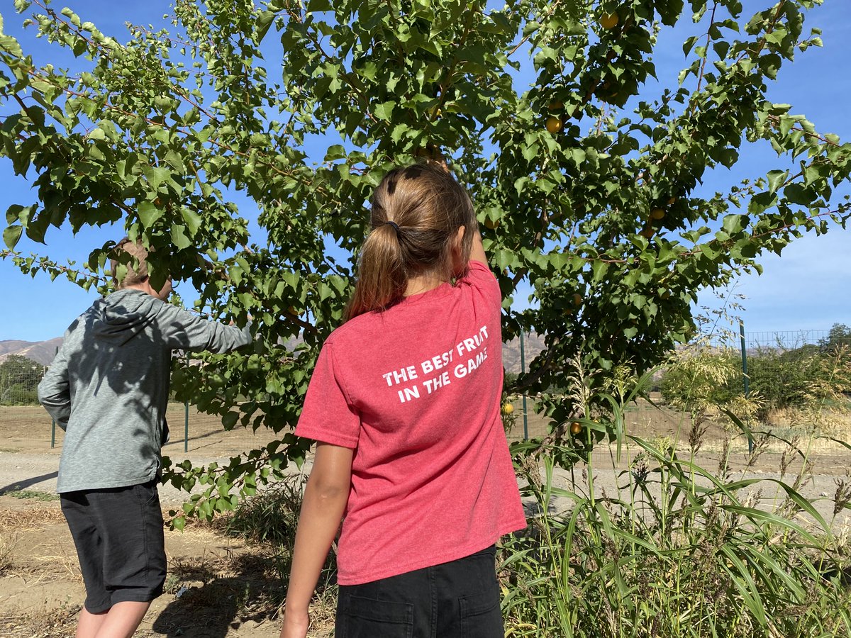 MarianiFamily's tweet image. Some kids grew up on playgrounds. We grew up in the orchards.🌳🍑

It's always been part of our family—and every season, the next generation picks up where we left off (literally).❤️

#TheMarianiFamily #FamilyTradition #OutdoorKids #RealFruitRealFlavor #RootedInCare #OrchardLife